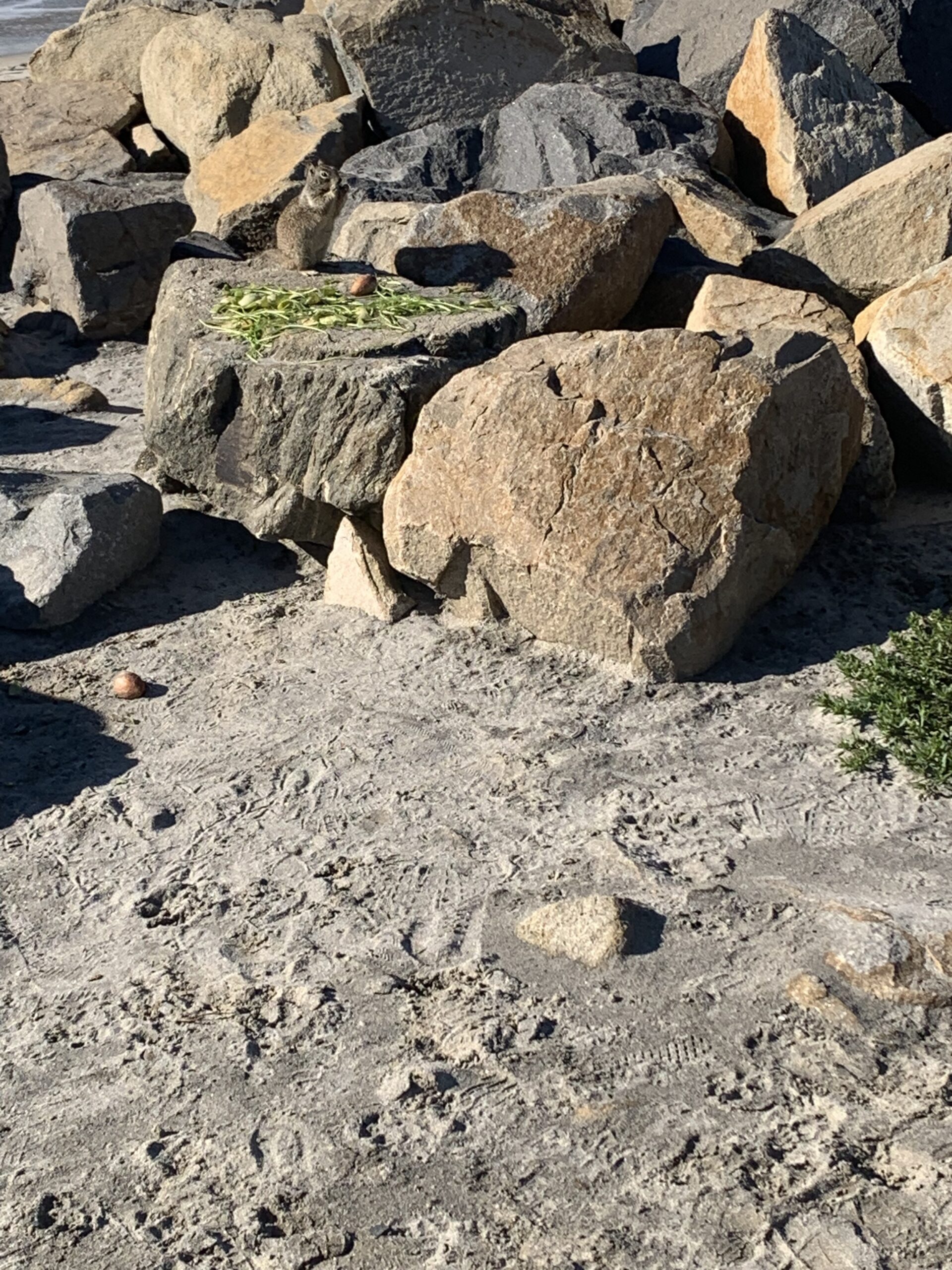 Good provides for every living thing, beach picture