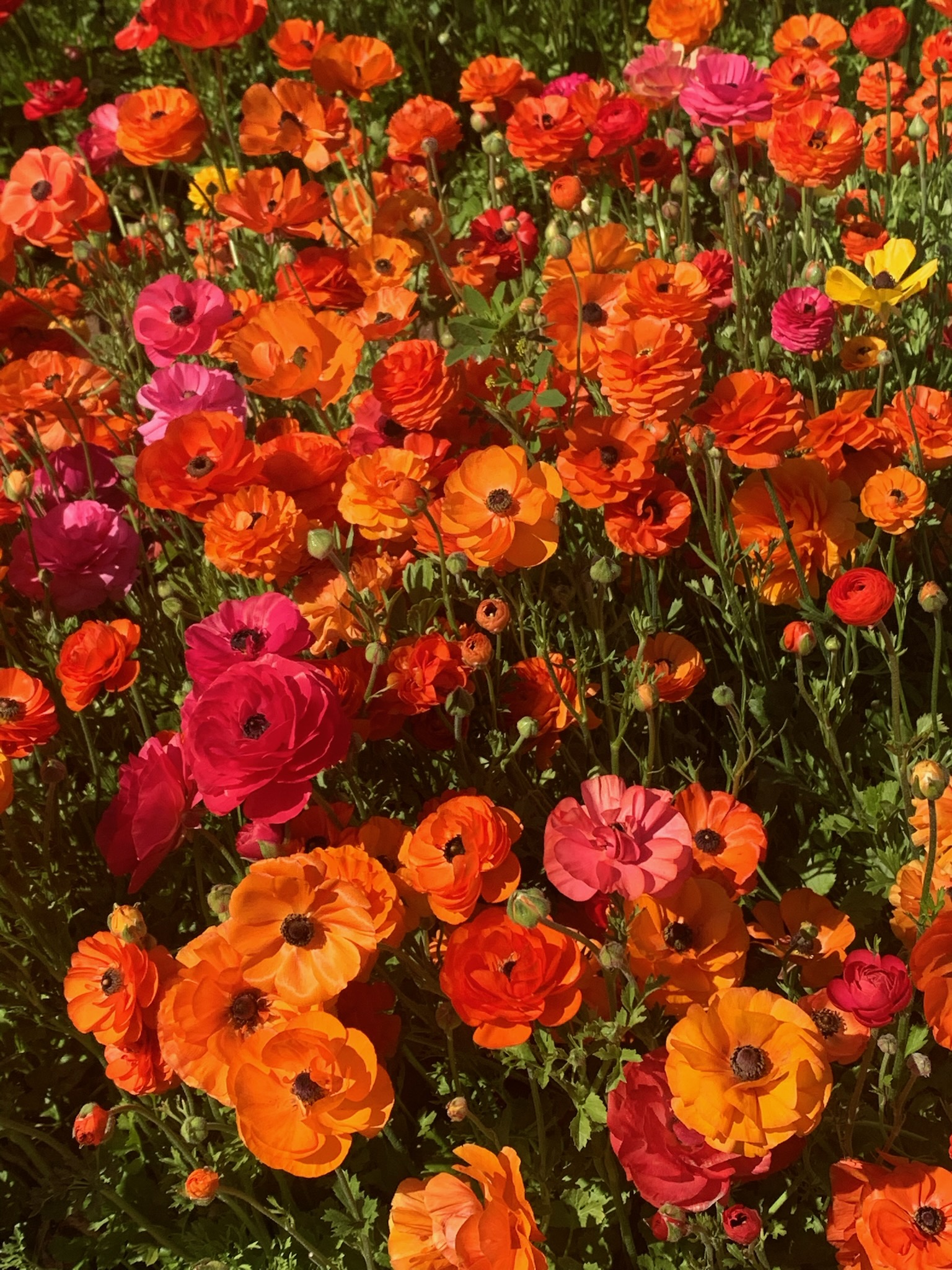 Field of flowers