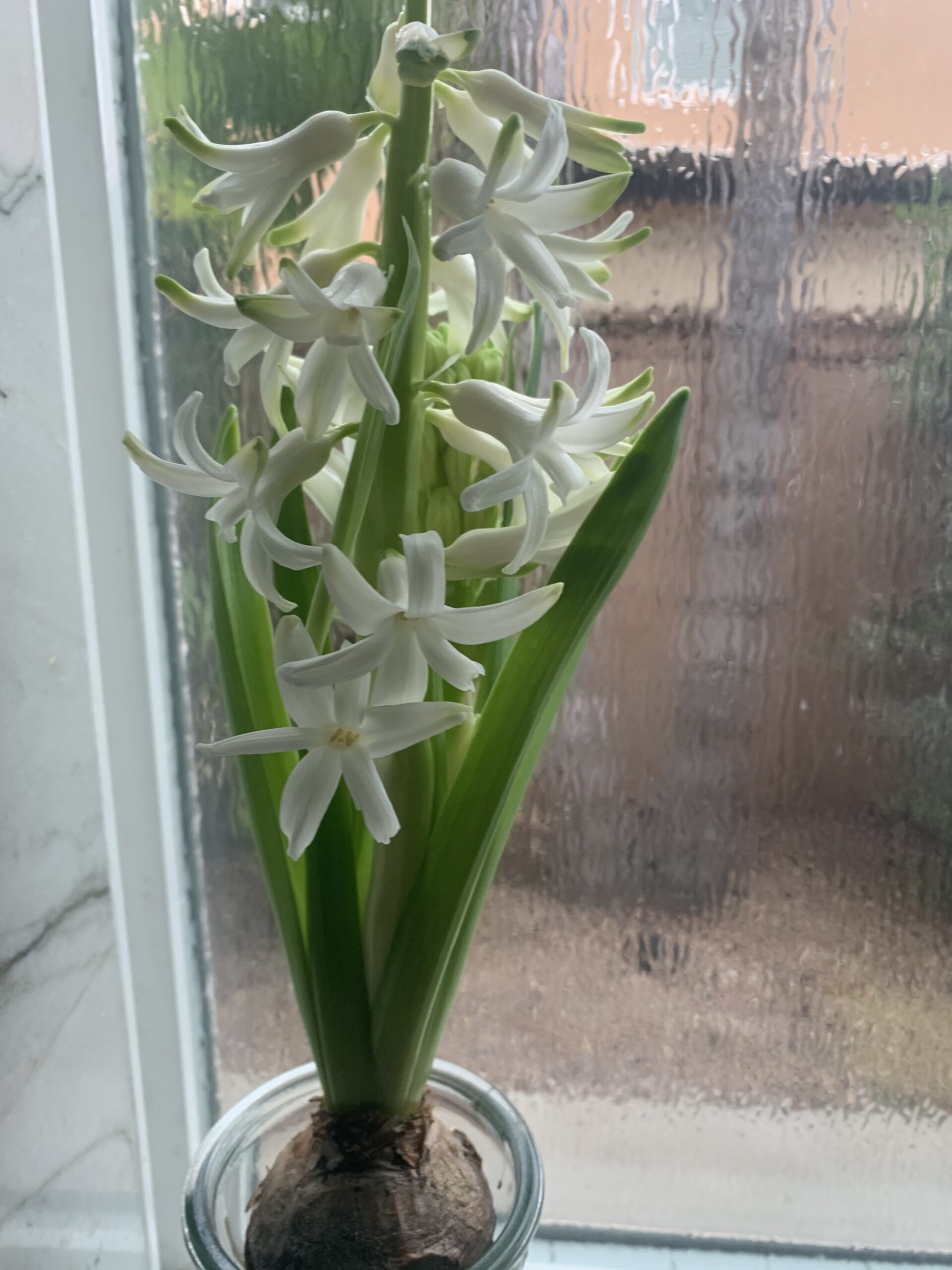 Flowers in the window sill
