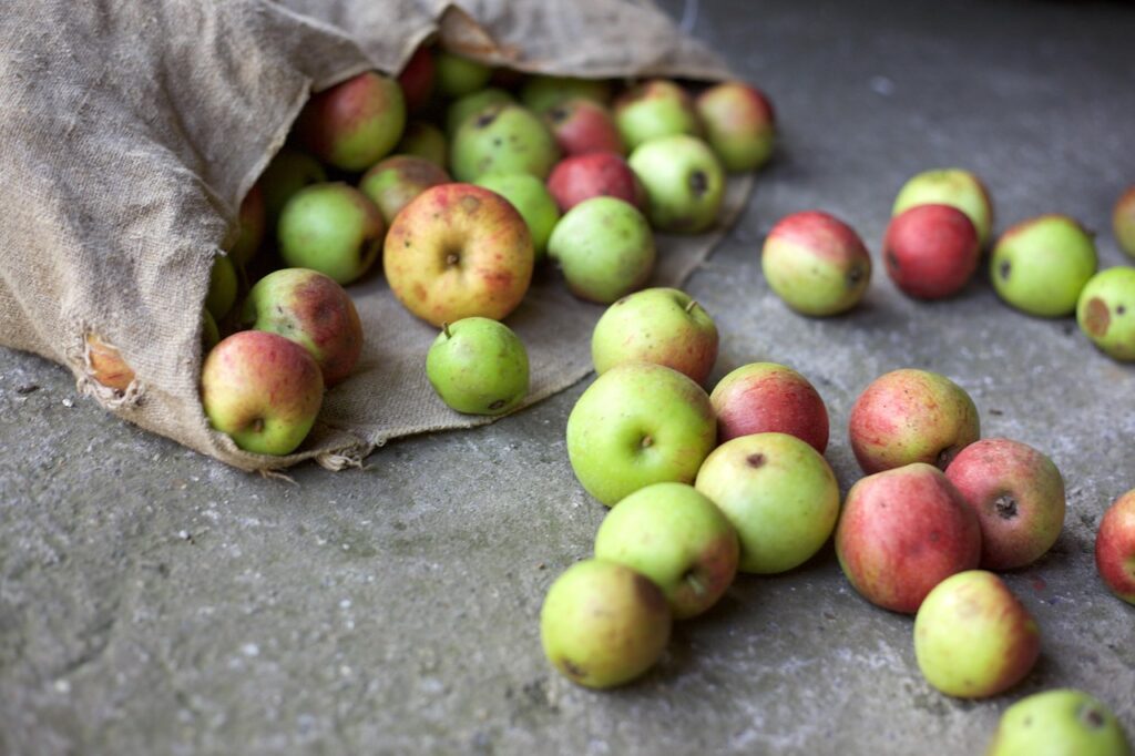 apples, harvest, bio, garden, bag of fruit, food, apple, graze, fresh, fruit pressing plant, things, orchards, fruit, nature, old variety, zero waste, plastic free, health, bean apple
